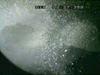 Air Gun Experiment Screen Shot